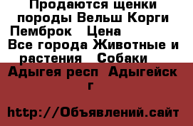 Продаются щенки породы Вельш Корги Пемброк › Цена ­ 40 000 - Все города Животные и растения » Собаки   . Адыгея респ.,Адыгейск г.